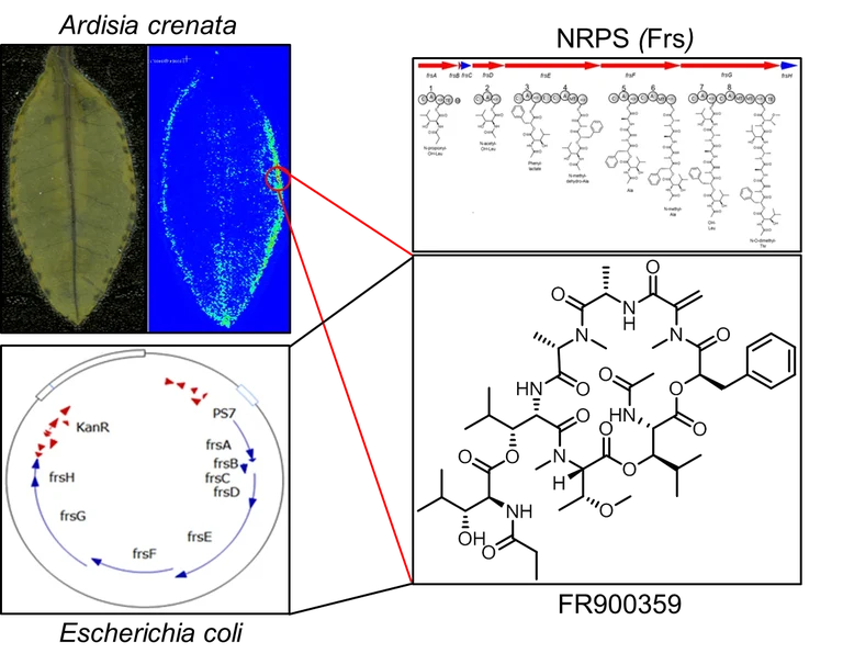 Graphical Abstract new.png