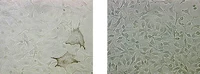 image_fullcontent (1).png
